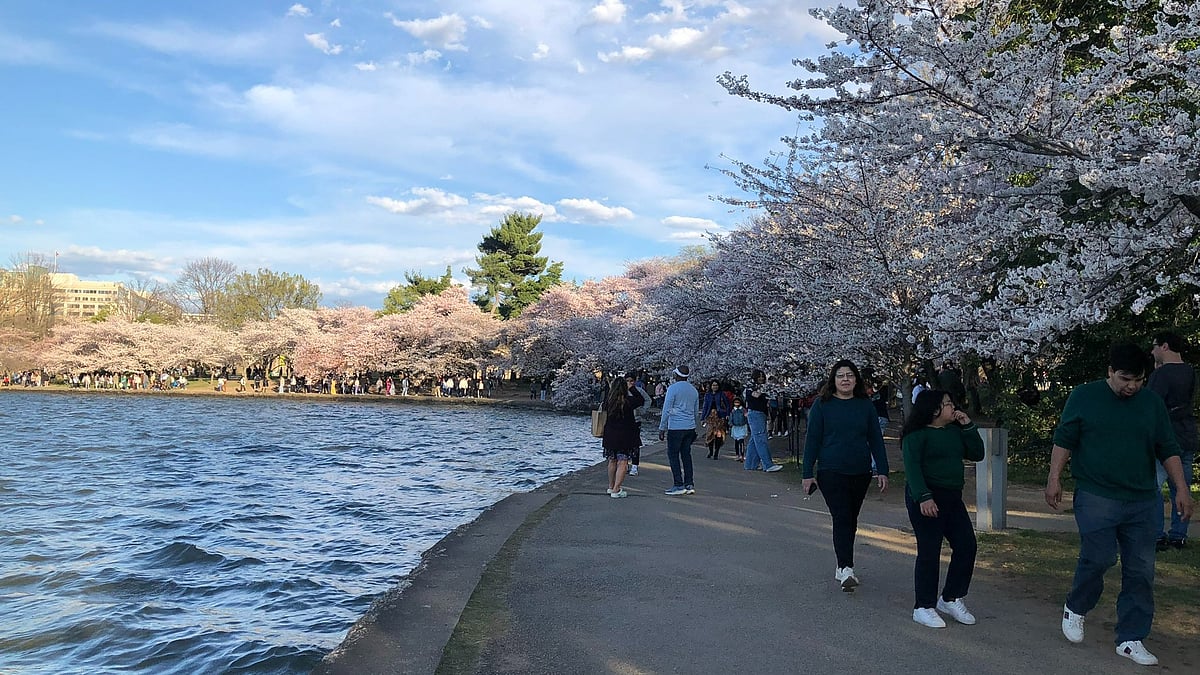 Cherry Blossom Washington DC - X