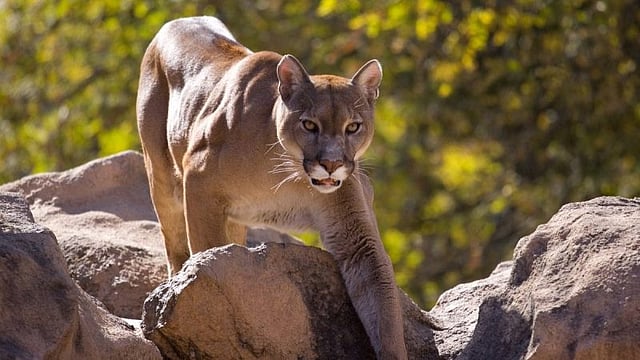 Mountain Lion Kills 21-Year-Old California Man In Fatal Attack, Leaves Brother Injured