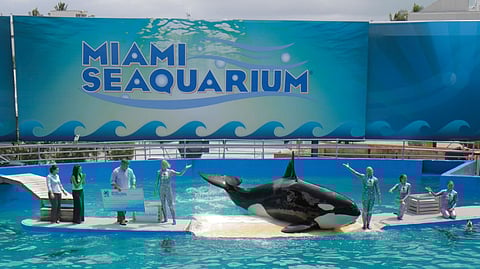 Lolita the killer whale performing its 40th anniversary performance at Miami Seaquarium.