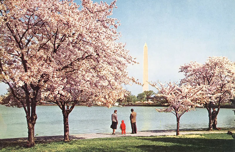 Cherry Blossoms Vintage Postcard