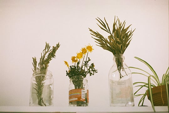 Plant Parent's Handbook For Healthy Houseplants
