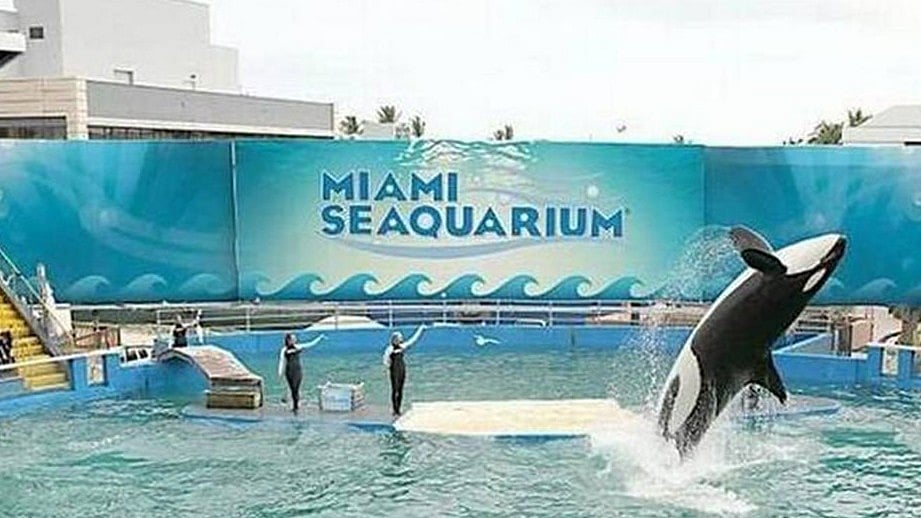 Getty images : Lolita, the orca, performing at Miami Seaquarium.