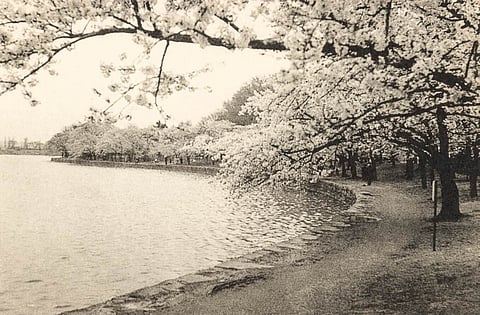 Cherry Blossoms Vintage Postcard