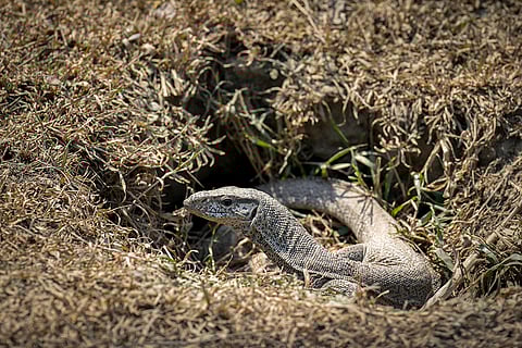 Pobitora Wildlife Sanctuary