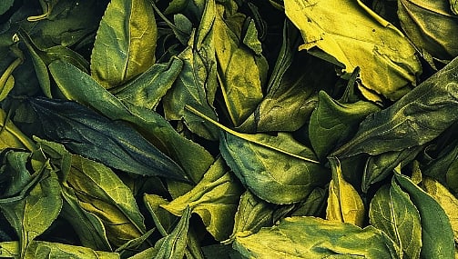 White Vietnam Kratom – Powder