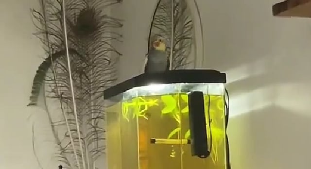 Early Morning 'September' Song By Singing Bird Goes Viral, Owner Can't Sleep