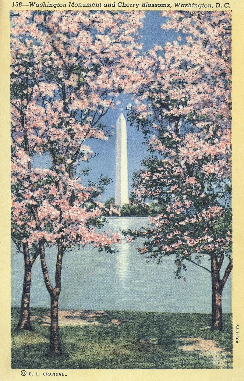 Cherry Blossoms Vintage Postcard