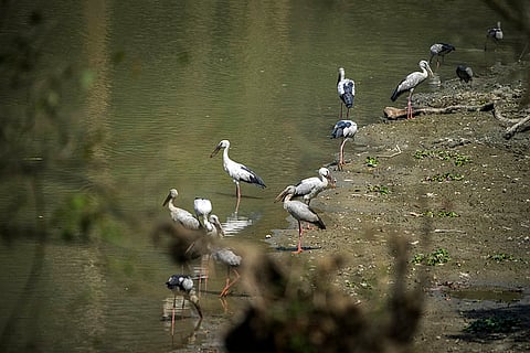 Pobitora Wildlife Sanctuary