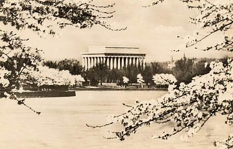 Cherry Blossoms Vintage Postcard