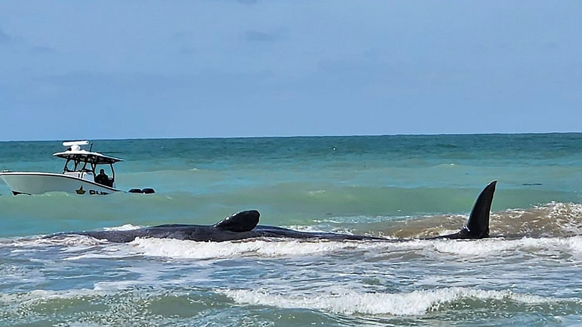 AP : Sperm whale stranded on Florida beach died.