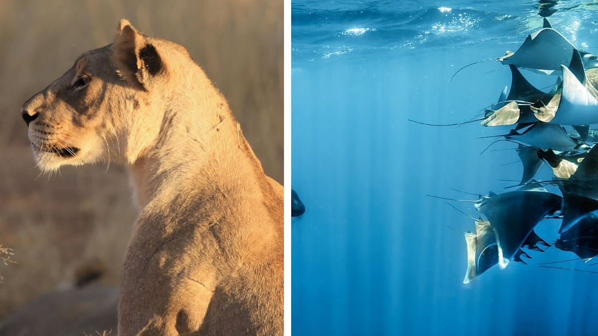 Must-watch shows on Sony BBC Earth