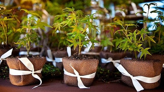 “We Are Giving Away 3,500 Free Trees” - NYRP Announces Annual Free Tree Giveaway, Registration Now Open!