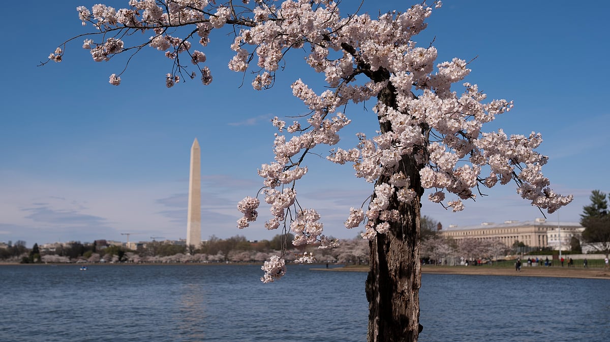 Cherry tree affectionally nicknamed 'Stumpy' during peak bloom. - AP