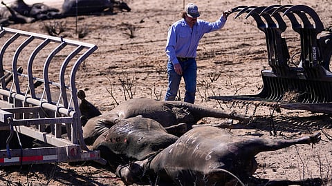 A rancher labors on collecting dead cattle in an area burned by the Smokehouse Creek Fire.