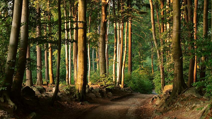 File Photo : National Green Tribunal on alleged loss of several million hectares of tree cover in the last two decades |