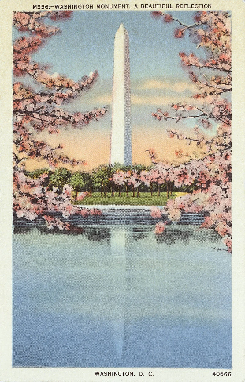 Cherry Blossoms Vintage Postcard