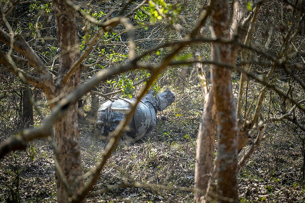 | Photo: AP/Anupam Nath : Pobitora Wildlife Sanctuary