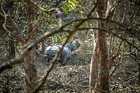 | Photo: AP/Anupam Nath : Pobitora Wildlife Sanctuary