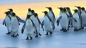 | Photo: Pinterest : Liberation Day Tariffs: Trump Launches Trade War With Penguins And Seals | Here's How