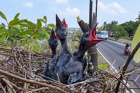 Standalone: Birds in Kochi