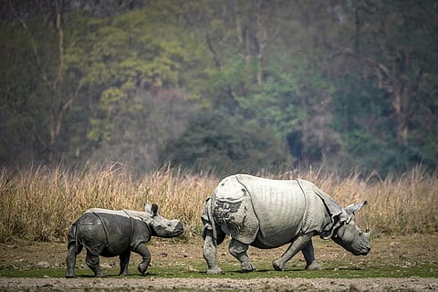 Pobitora Wildlife Sanctuary