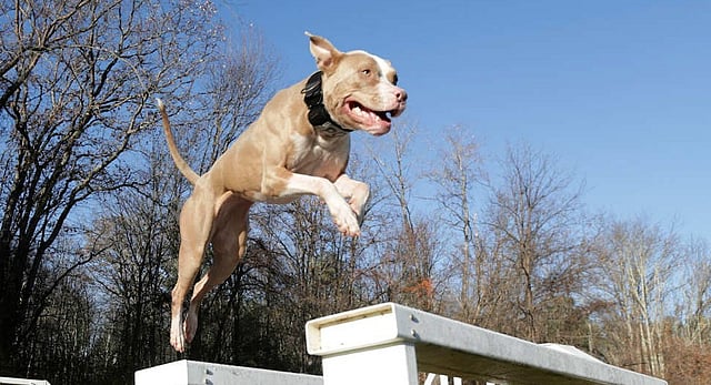 Pet Dog Attacks Row: Centre Bans 23 Breeds Of 'Ferocious Dogs', Asks States To Stop Sale And Breeding