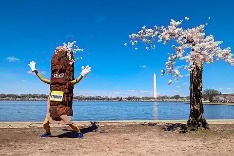 Stumpy the mascot dances near 'Stumpy' the cherry tree at the tidal basin in Washington.