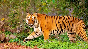 corbettnationalpark.com : Representational Image