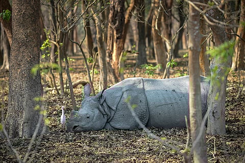 Pobitora Wildlife Sanctuary