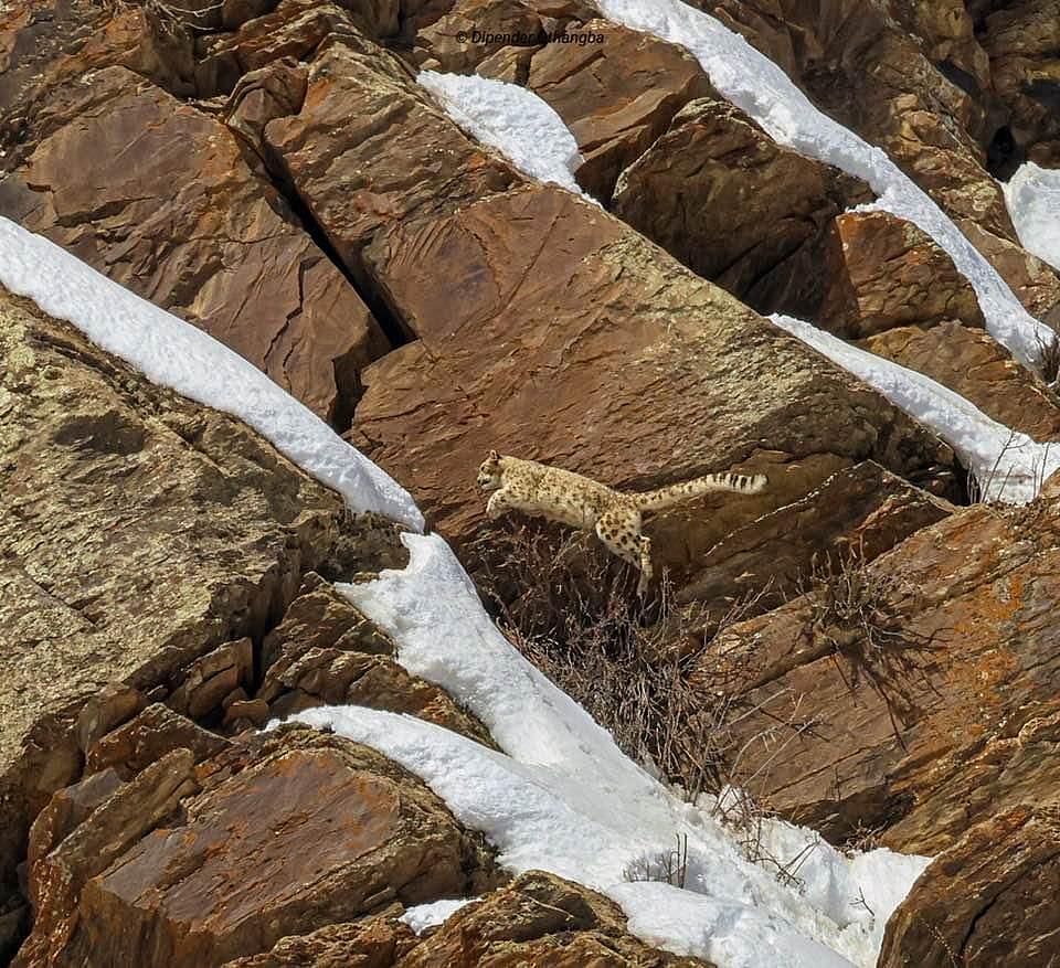 Forest department, Lahaul Forest Division : Snow leopard spotted in Lahaul Spiti