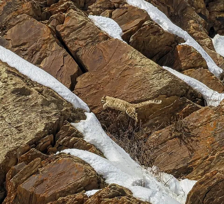 Snow leopard spotted in Lahaul Spiti - Forest department, Lahaul Forest Division