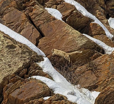My Date With A Snow Leopard In Lahaul Spiti