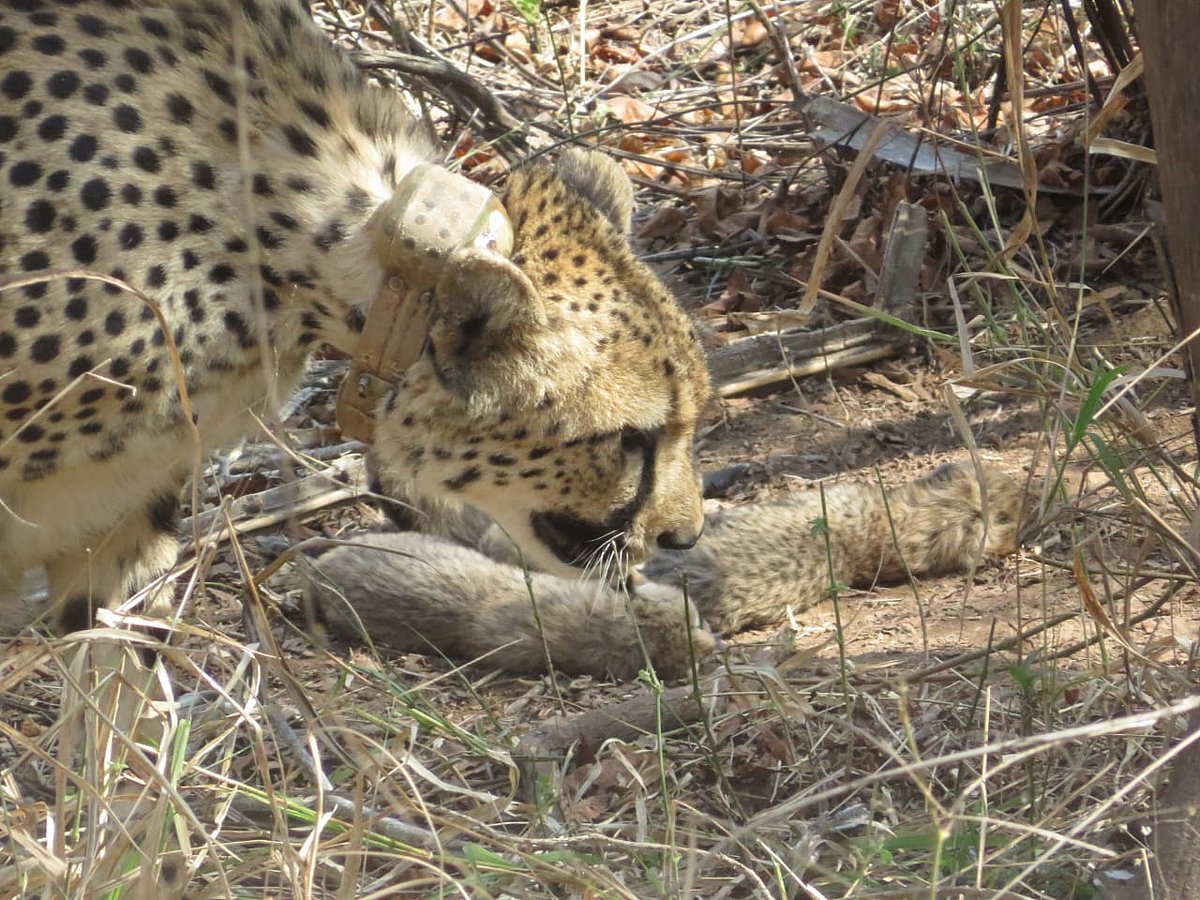 X/@ : Cheetah Gamini with 5 of her cubs at Kuno National Park.