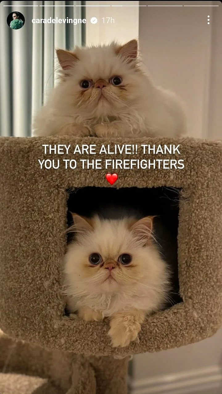 Cara Delevingne updated that her cats were unharmed during fire and thanked the firefighters.