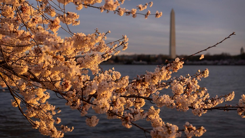 Cherry Blossoms 2024 - AP