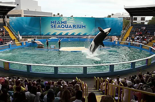 Miami Seaquarium Faces Eviction Over Allegations Of Animal Care Neglect