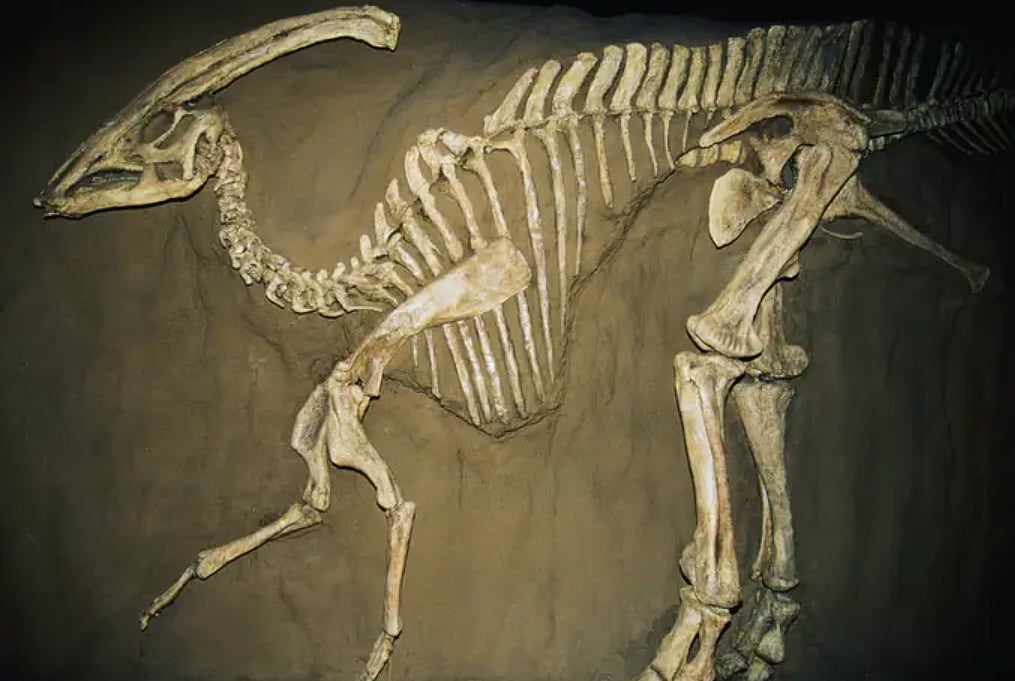 A man in France discovered a dinosaur skeleton while walking his dog. - Getty Images