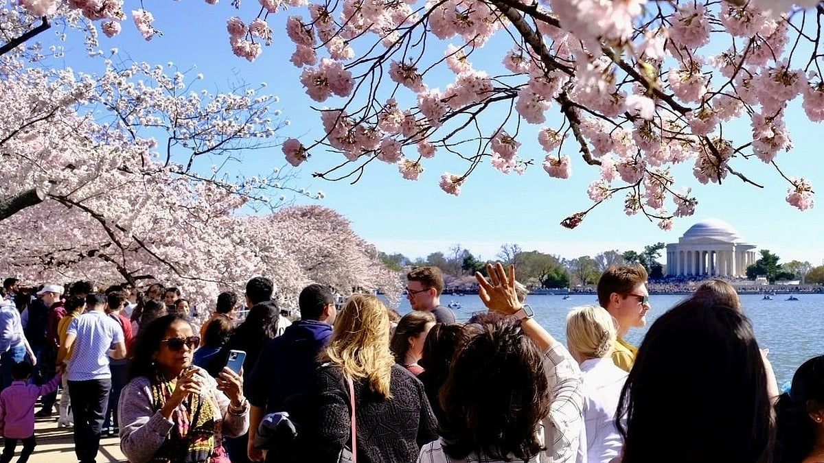 Getty images : Cherry Blossoms Washington DC