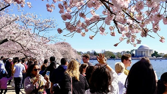 Visiting Washington D.C. National Cherry Blossom Festival? Here’s Your Complete Guide For Best Experience