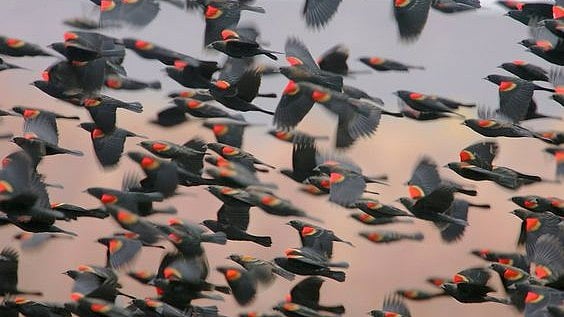 A flock of Redwing Blackbirds. - Pinterest