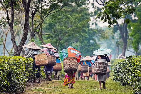 Left behind Mamta: Labourers headed to deposit their pluck after attending a BJP campaign meet in Marioni, upper Assam on April 16