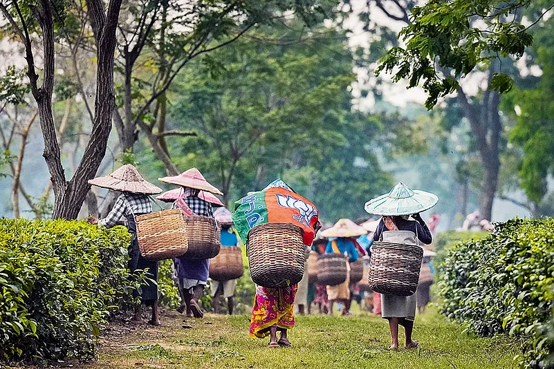 Left behind Mamta: Labourers headed to deposit their pluck after attending a BJP campaign meet in Marioni, upper Assam on April 16