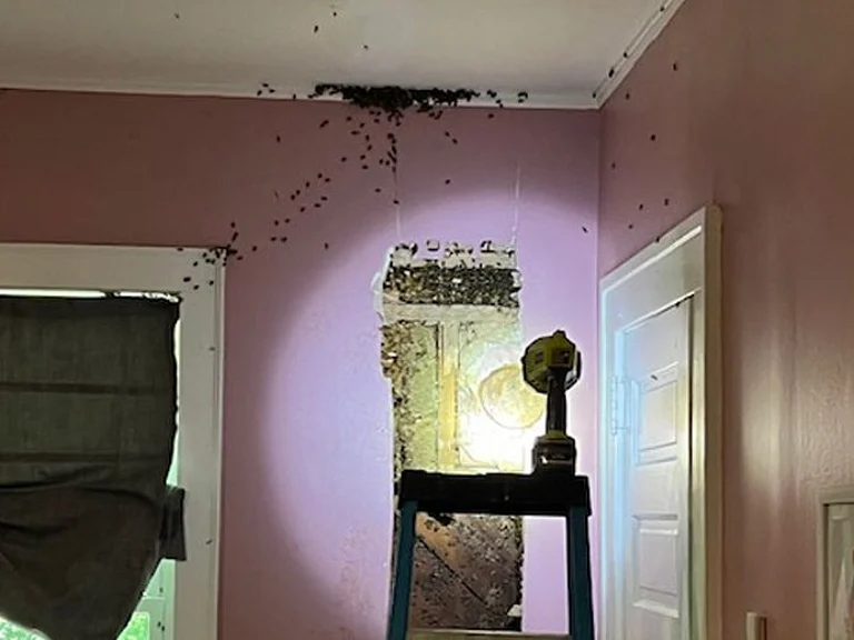 The family is in the process of having the bees safely removed from their home, which is expected to take some time. - null
