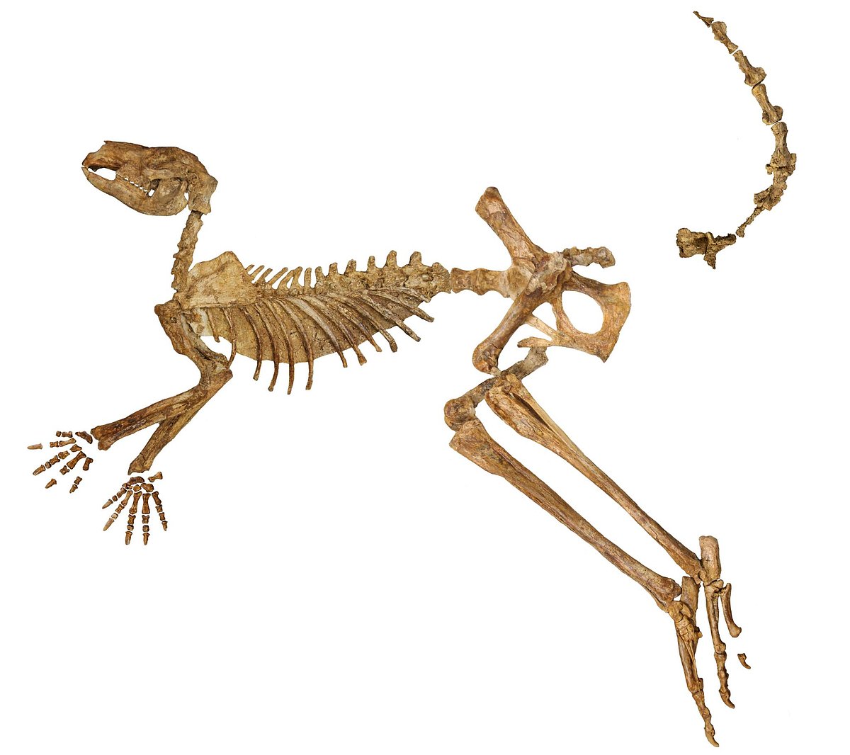 Flinders University : A near-complete fossil skeleton of the extinct giant kangaroo Protemnodon viator from Lake Callabonna, missing just a few bones from the hand, foot and tail.
