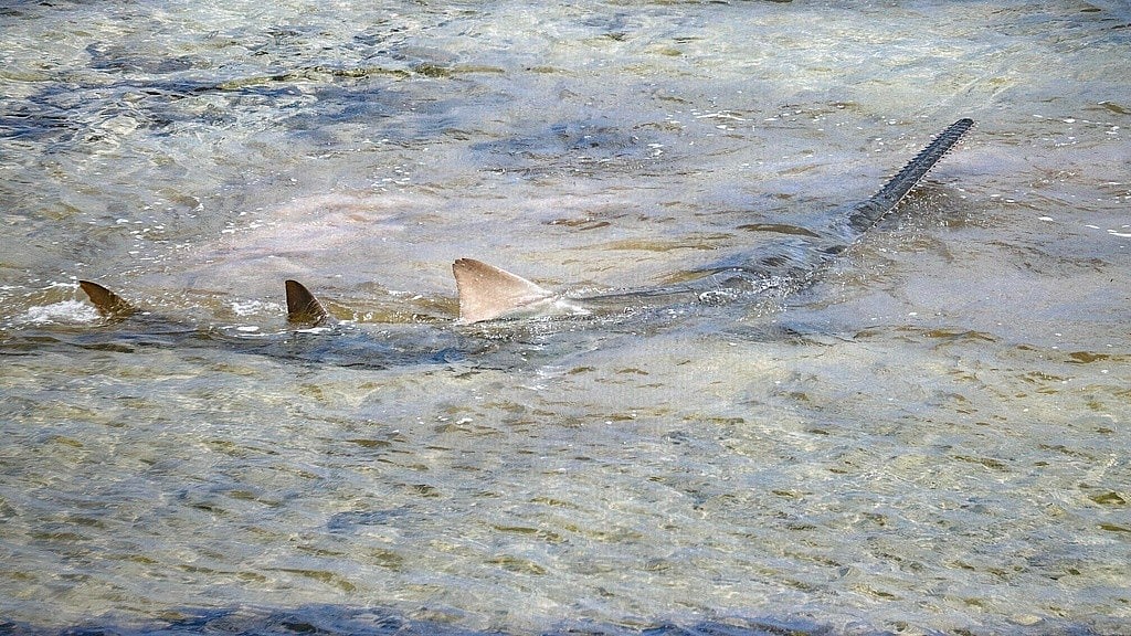 This photo provided by Mote Marine Lab shows a sawfish in the Lower Keys Florida on April 5, 2024.  - AP