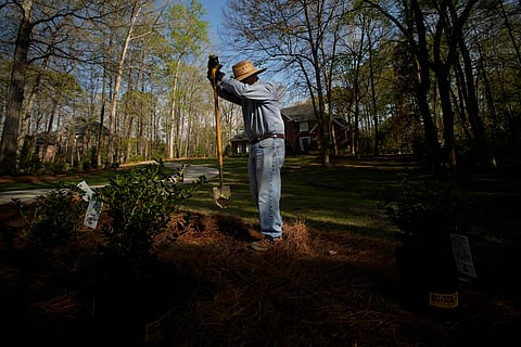 T.J. Rauls plants rosebushes in his yard in Macon, Ga., Wednesday, March 27, 2024. While digging the holes, Rauls unearthed a periodical cicada nymph and named it Bobby.