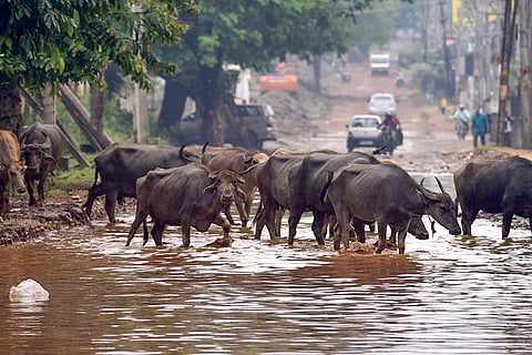 Weather: Heavy rainfall in Chikmagalur