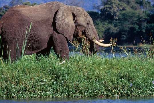 American Tourist Killed In Elephant Attack During Zambia Safari