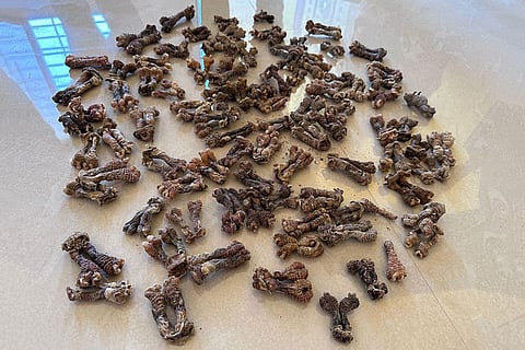 DRI seizes lizard hemipenes, soft corals