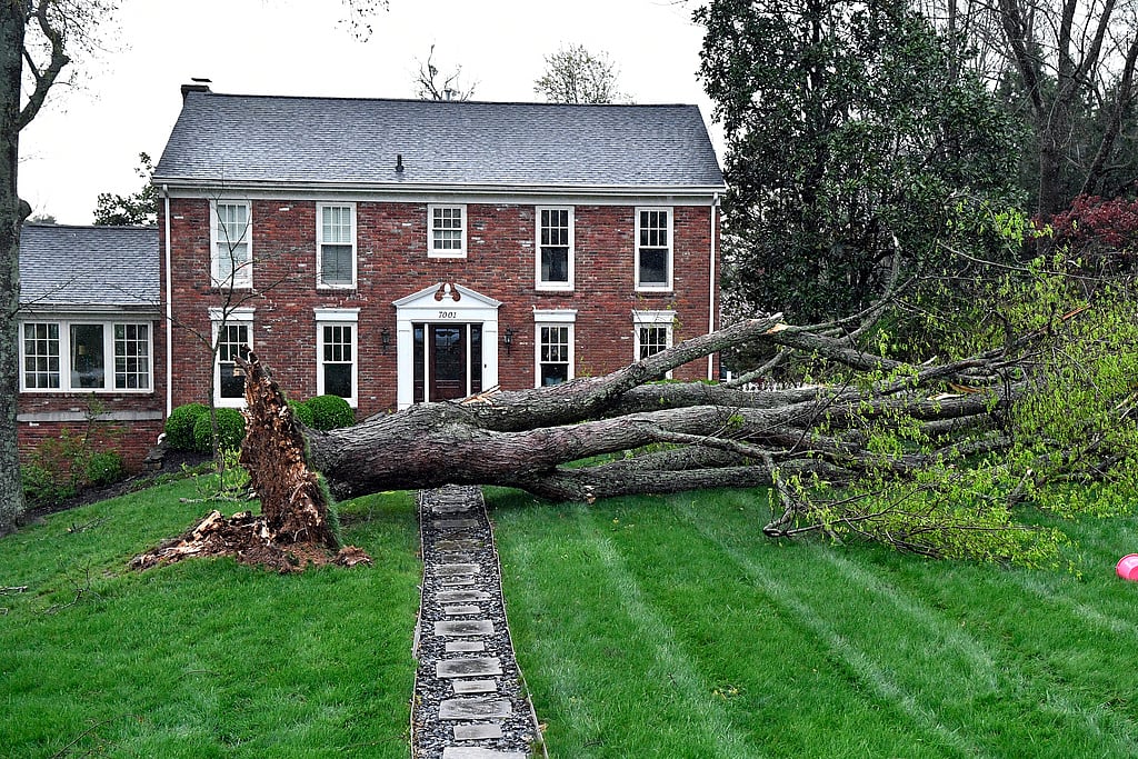 AP : A large tree lays across the front yard of a house in the Hunting Creek neighborhood in Prospect, Ky., Tuesday, April 2, 2024.